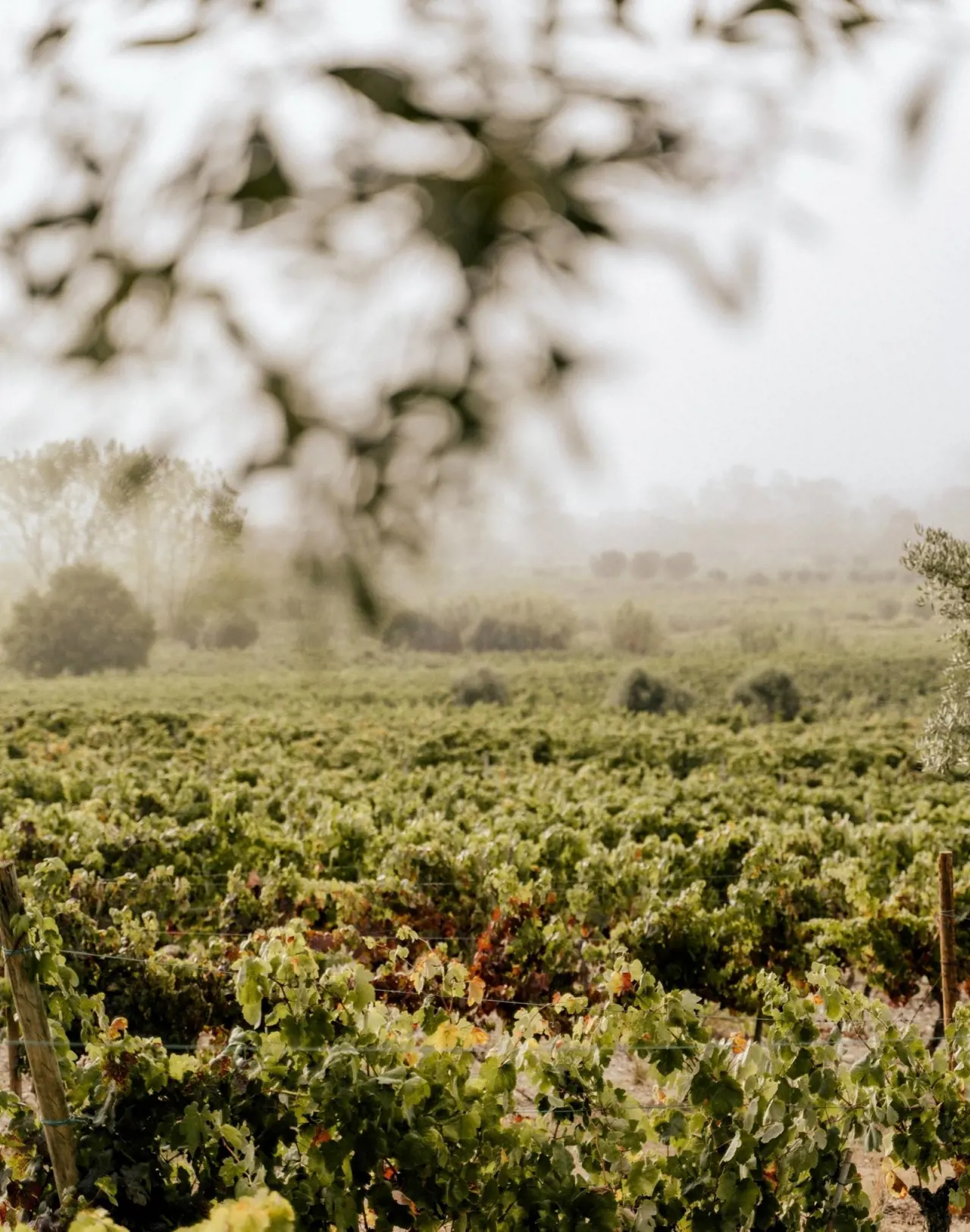 Quinta de Baixo