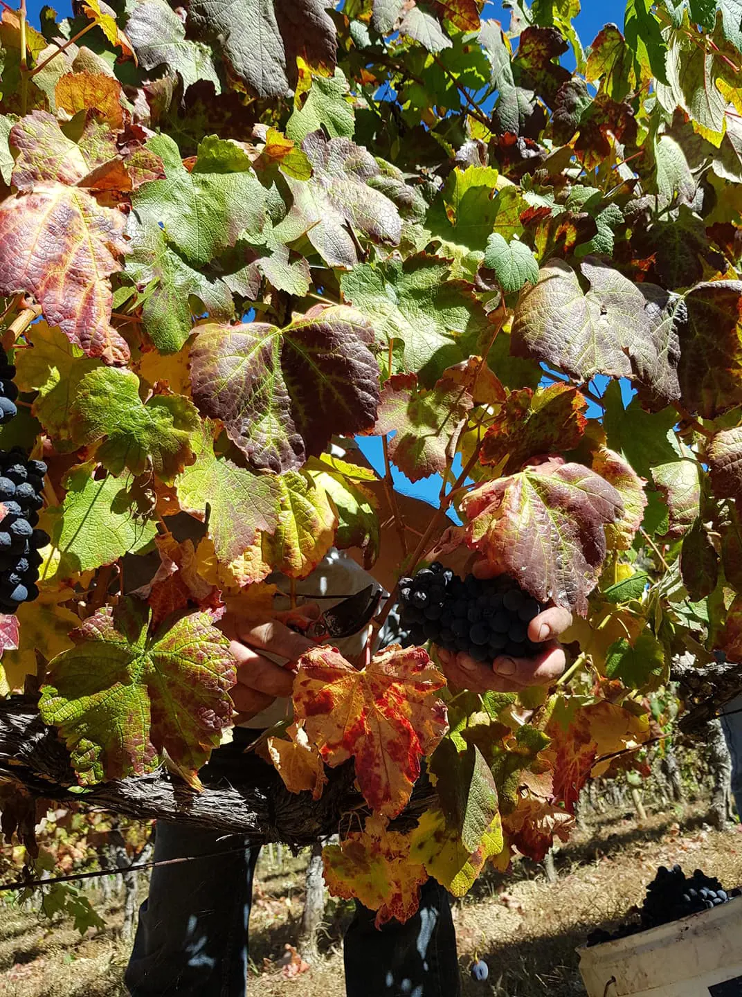 Quinta do Cavaleiro