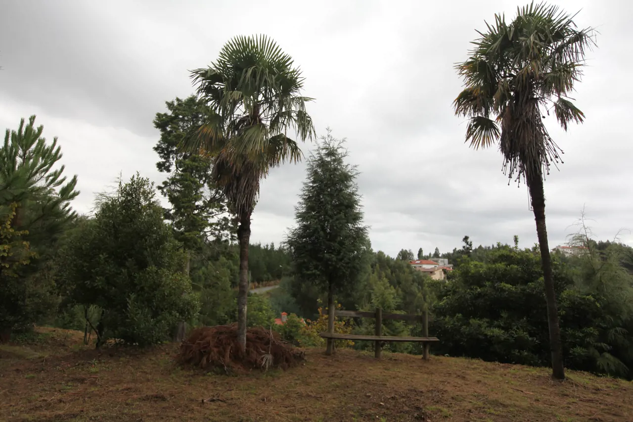 Bosque Nacional de Vale de Canas