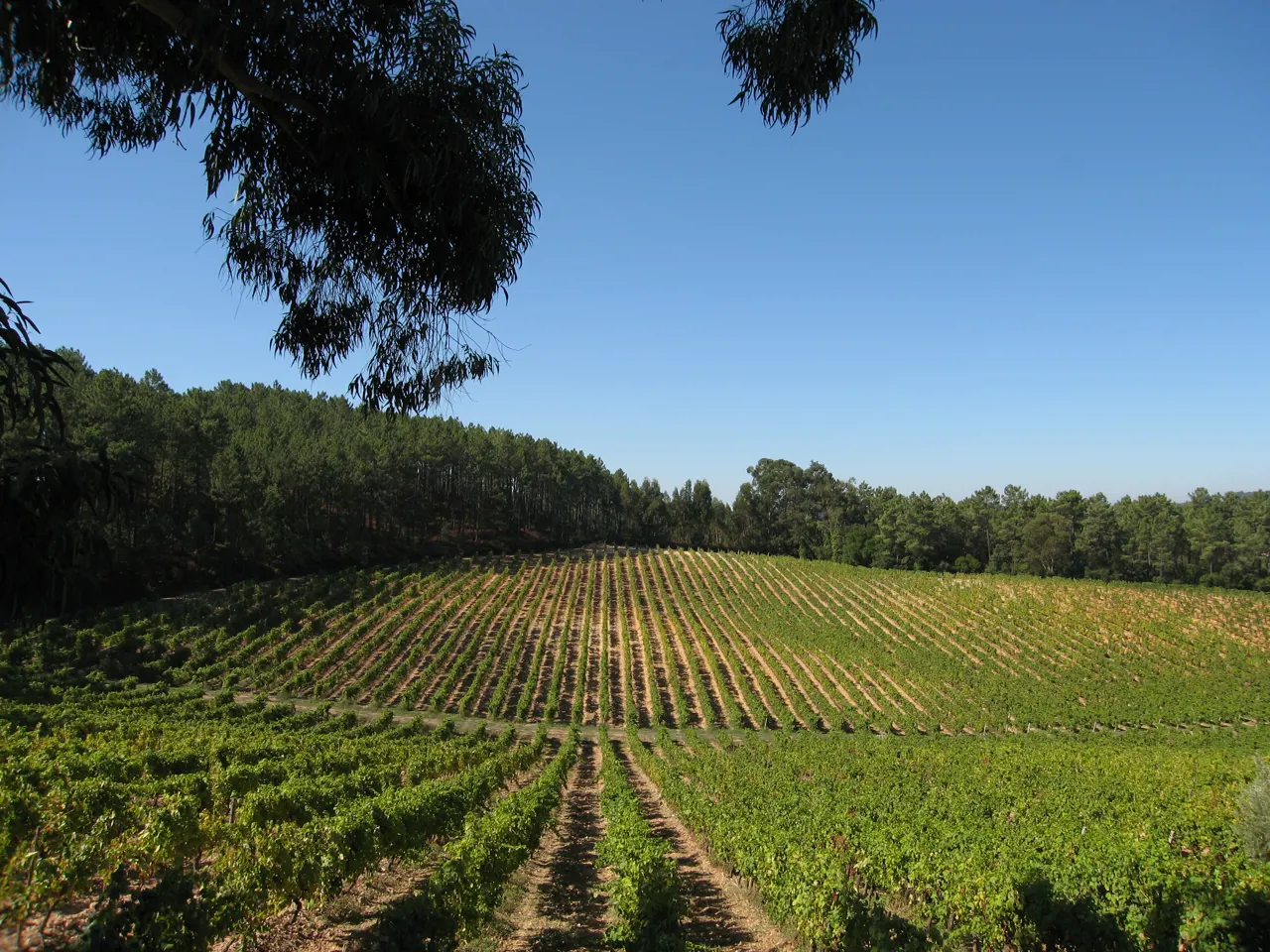 Cata de vinos Entre II Santos - Adega Campolargo