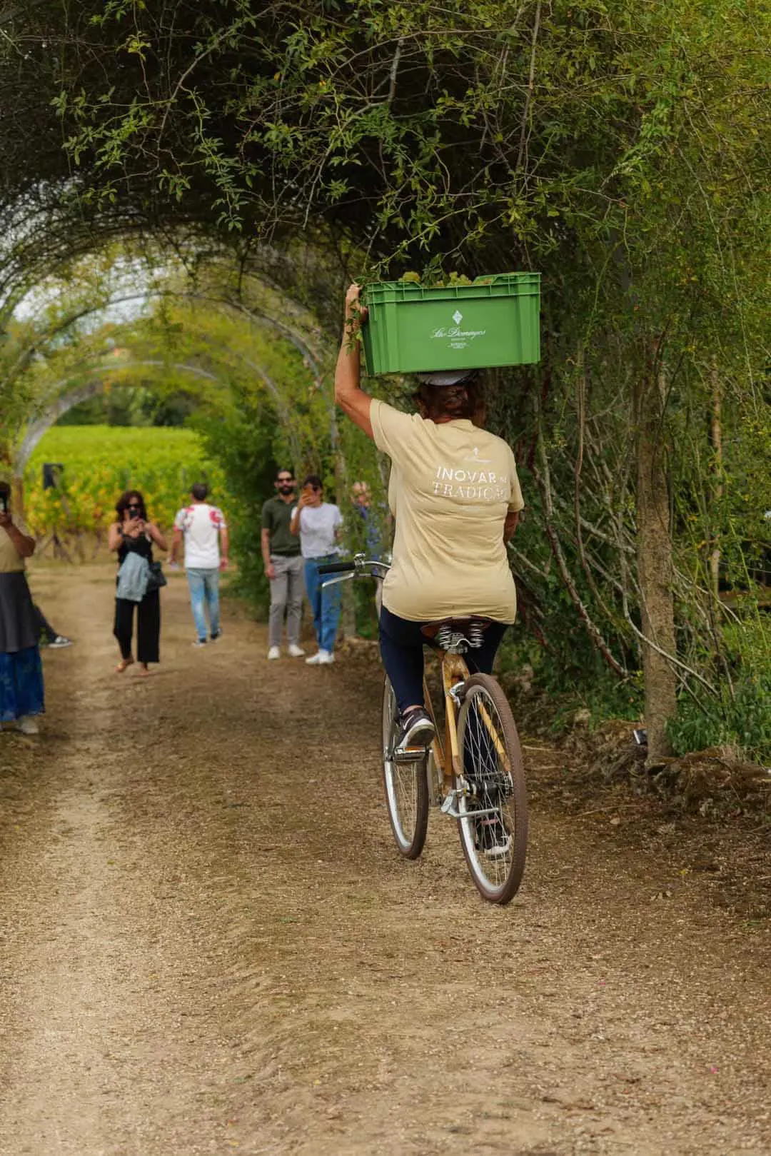 Journey through Bairrada wine district by Caves São Domingos