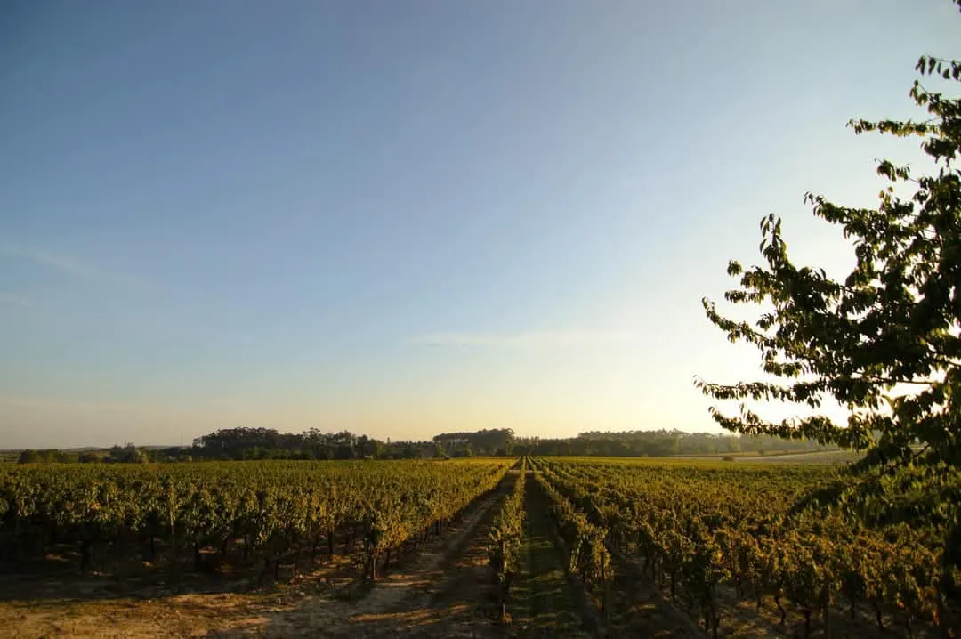 I Classic wines tasting at Caves São João
