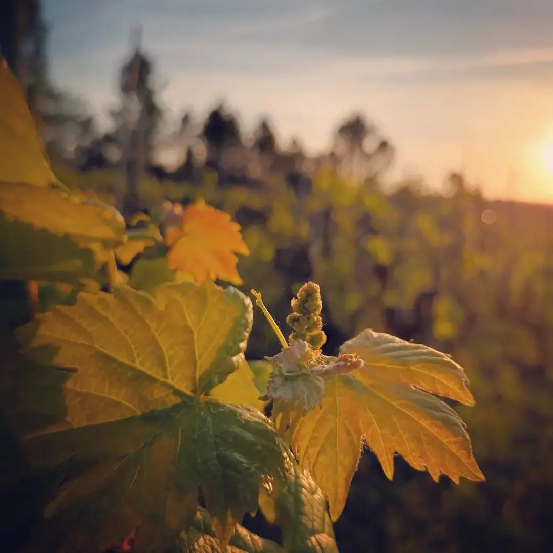 Cata de vinos por Sidónio de Sousa