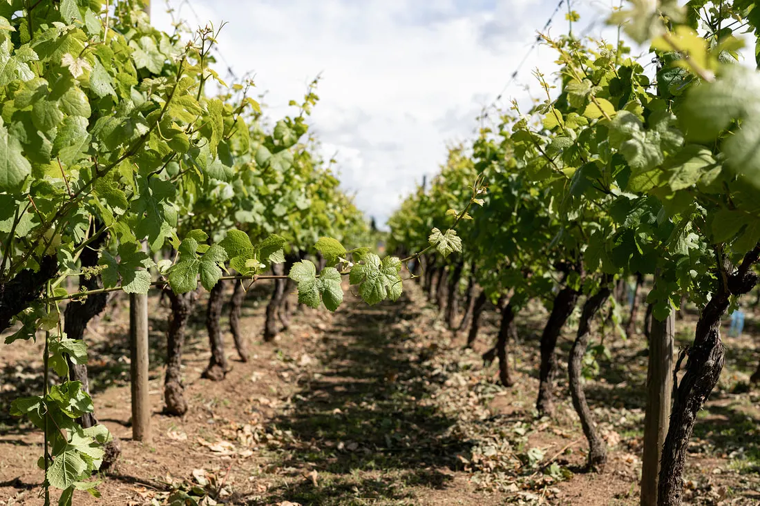 Dias Cardoso Vinhos