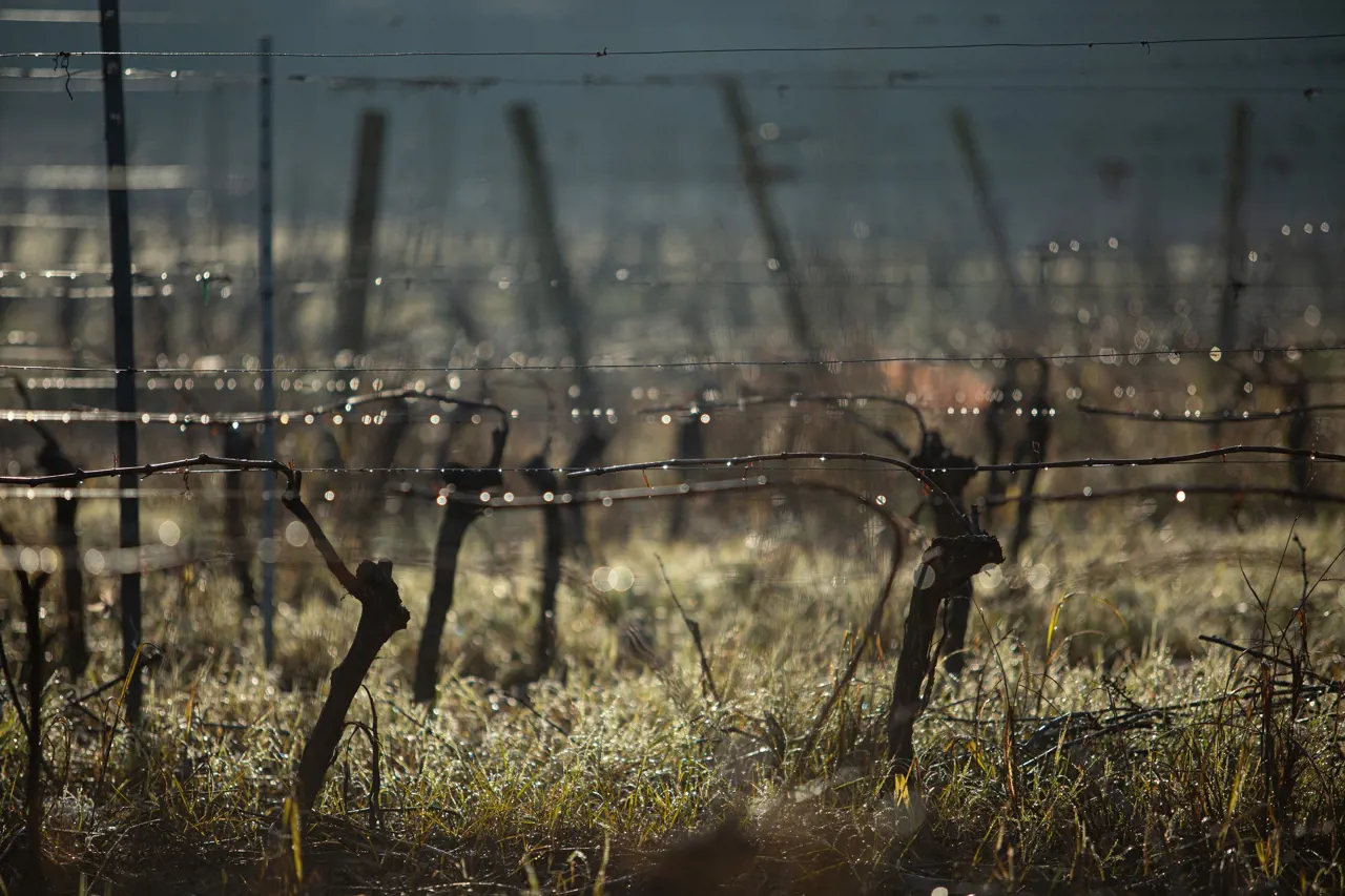 Snack Bairrada by Caves Messias