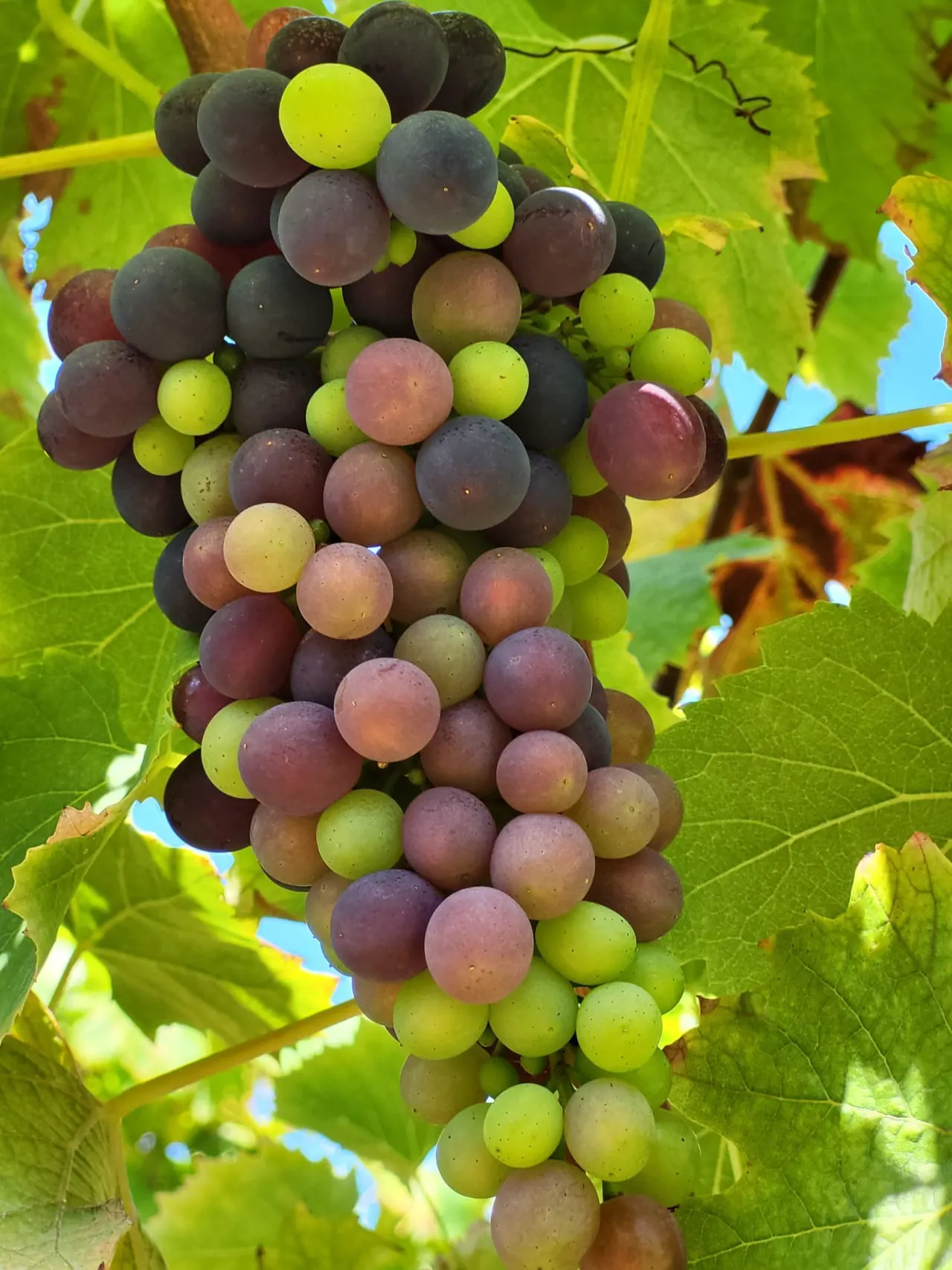 Fiesta Bairrada by Dias Cardoso Vinhos