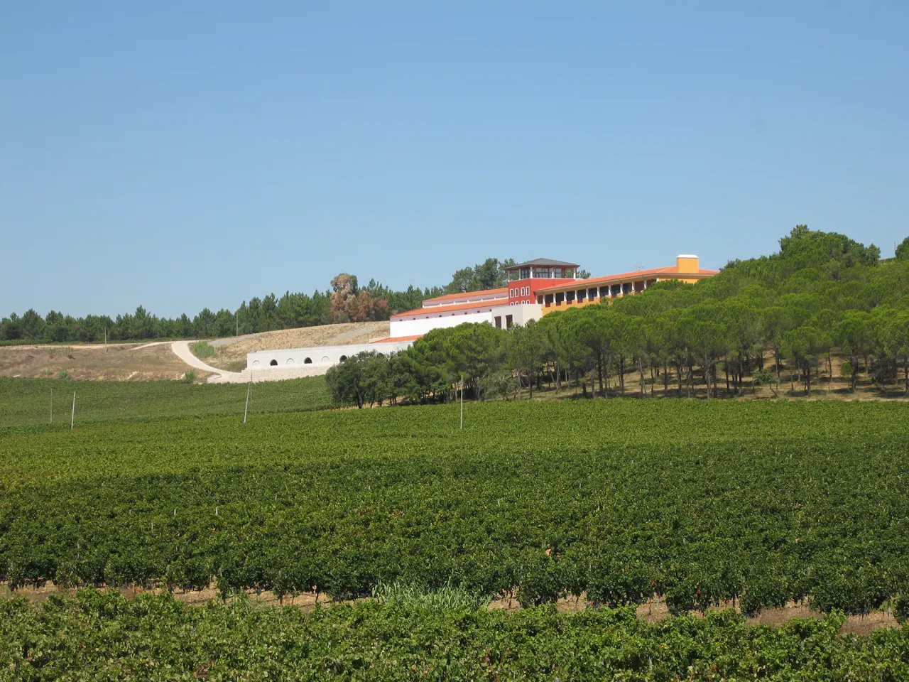 Cata de vinos São Mateus - Adega Campolargo