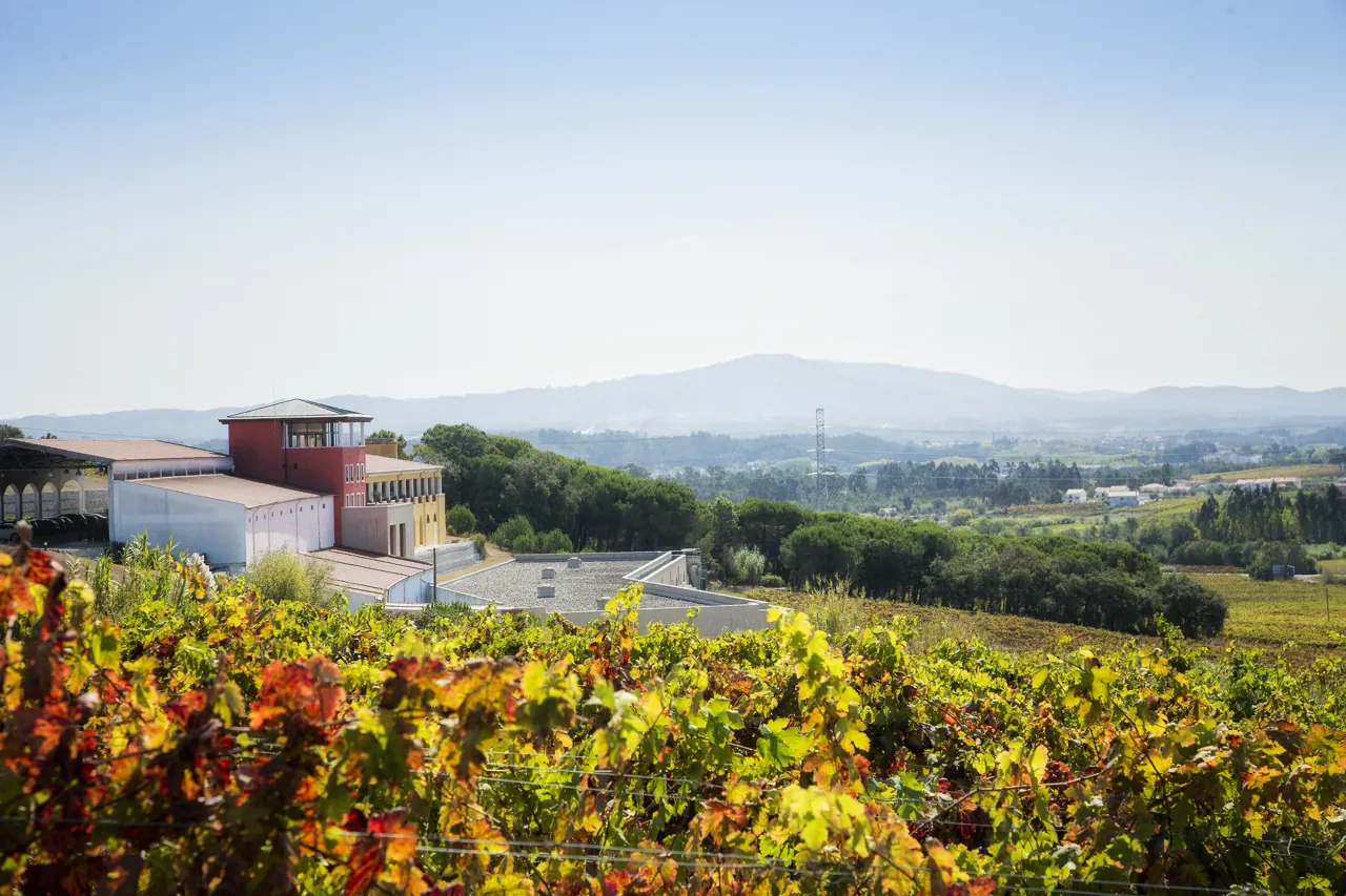 Guided visit to Campolargo Winery