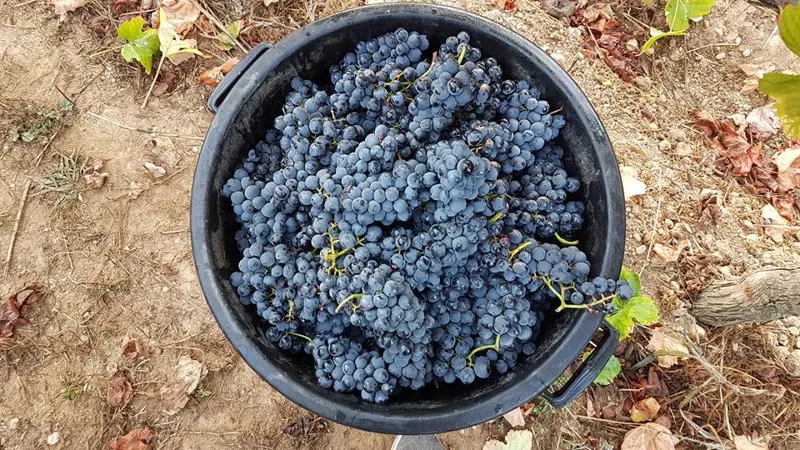 Quinta do Cavaleiro