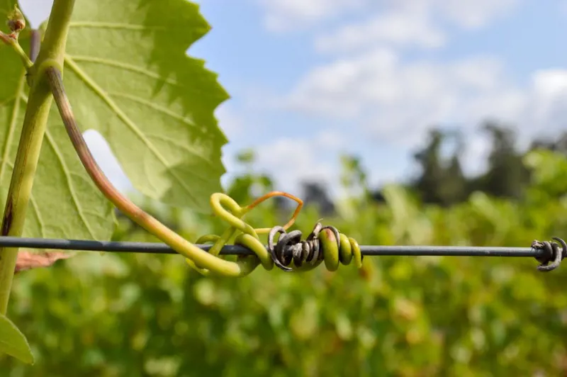Quinta dos Abibes