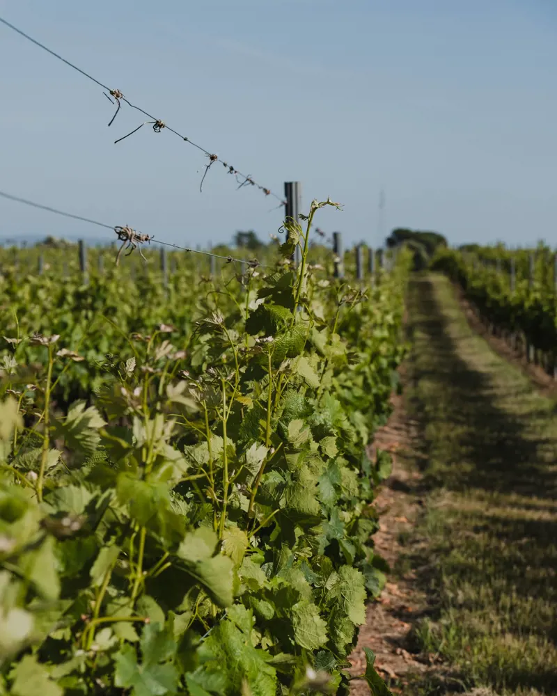 Viagem pela Bairrada Vitivinícola by Caves São Domingos