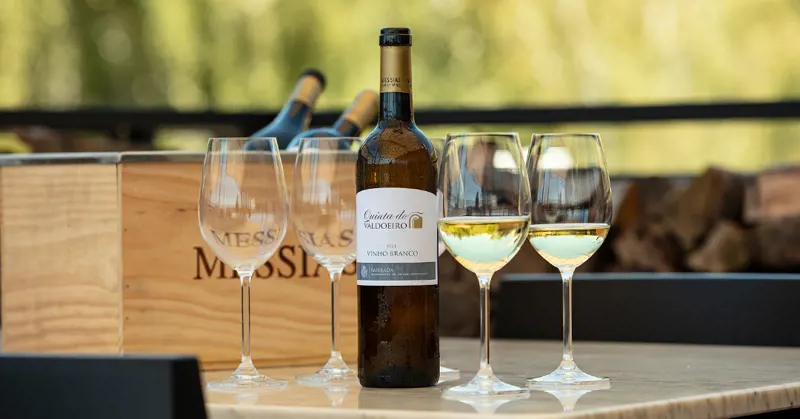 Menu Bairrada nas Caves Messias