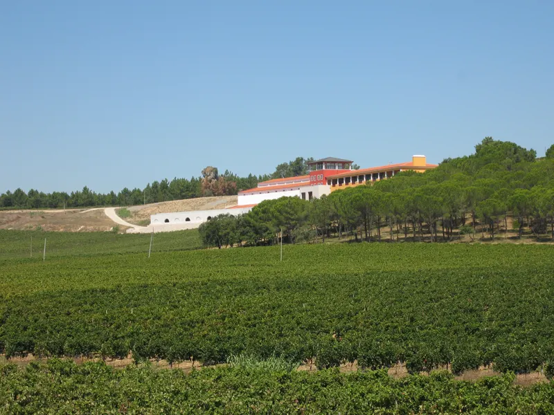 São Mateus wine tasting - Adega Campolargo