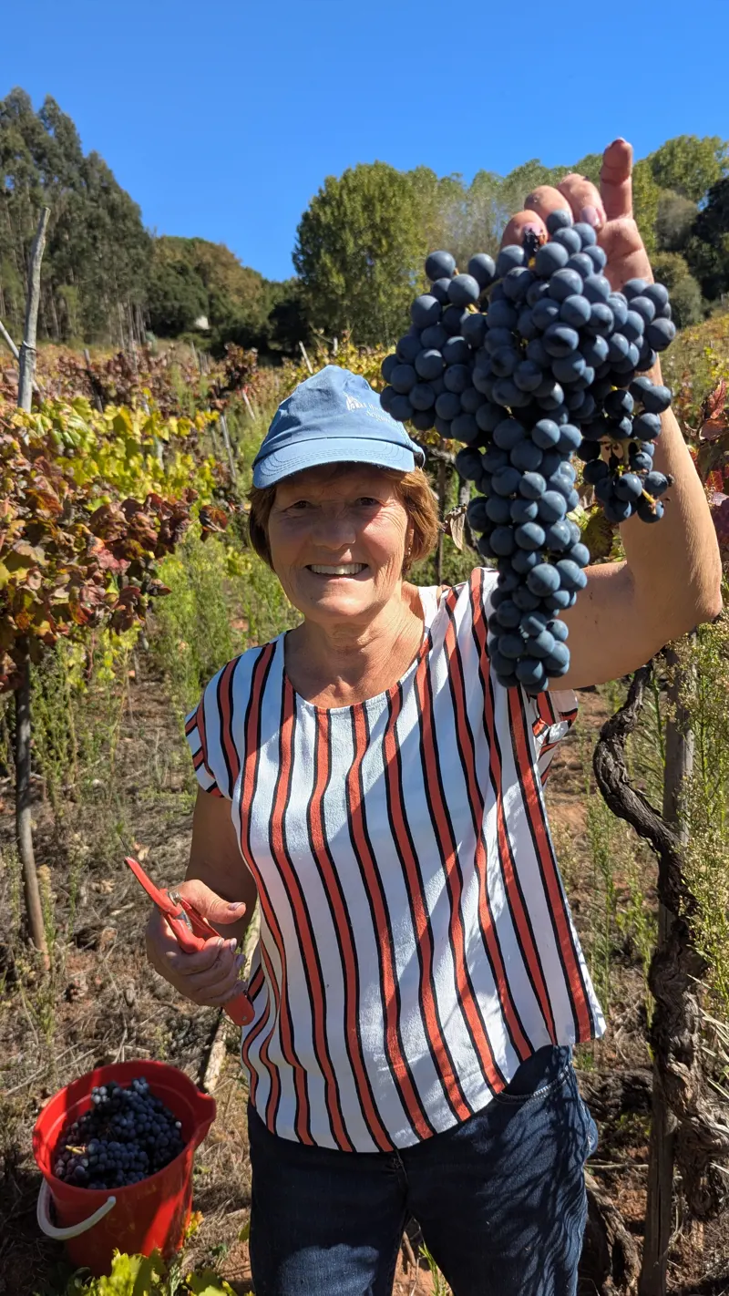 Sentir a colheita: Bairrada em mãos | Vinho de Talha Malápio