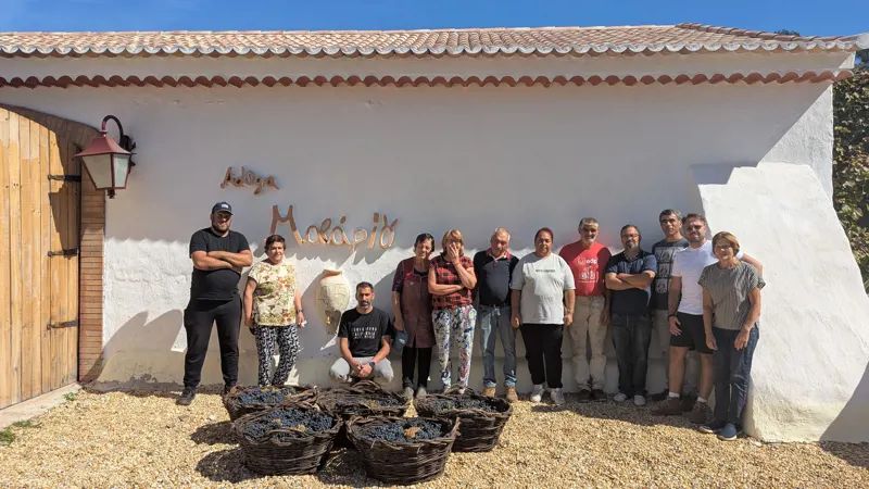 Sentir a colheita: Bairrada em mãos | Vinho de Talha Malápio