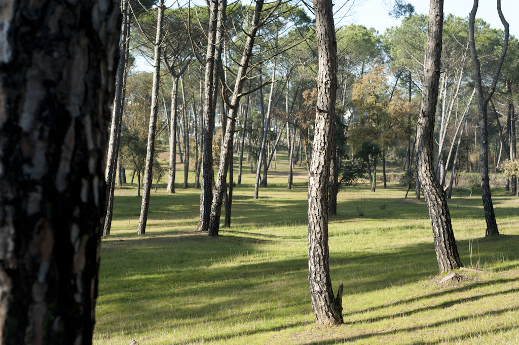 Parque dos Pinheiros Mansos