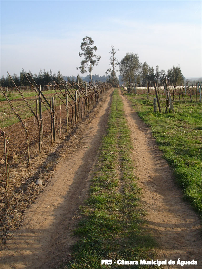 Ponte de Ferro Trail