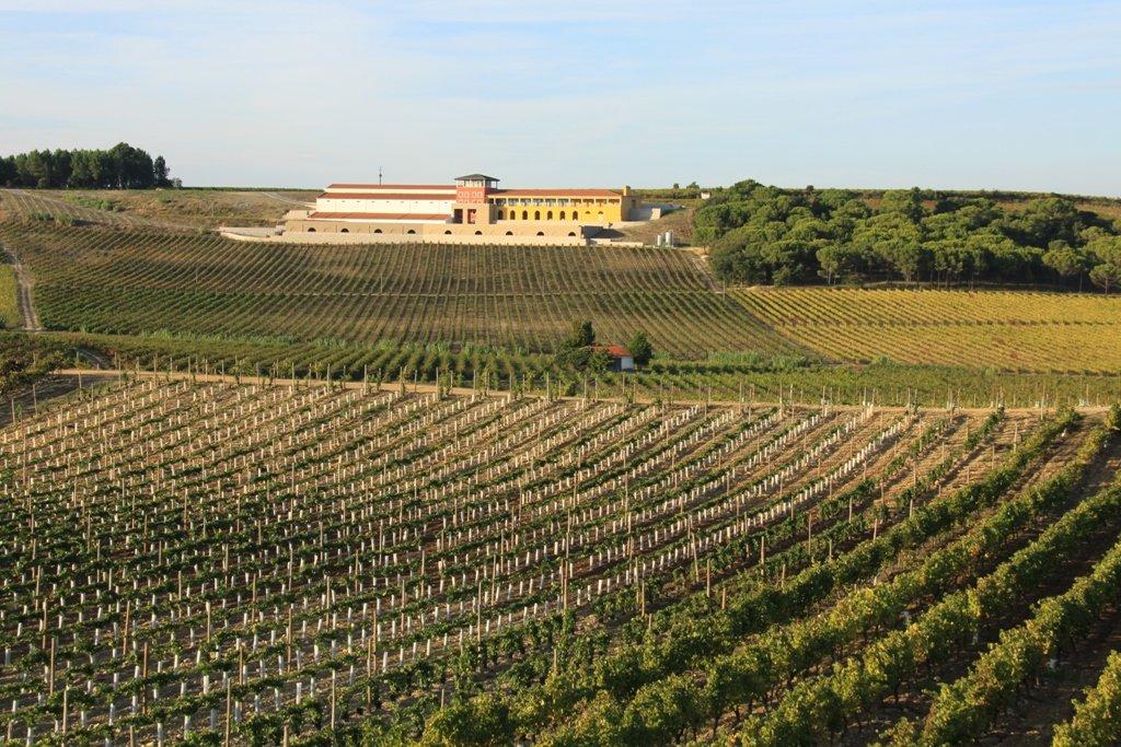 Viticultural Stain - Paredes do Bairro