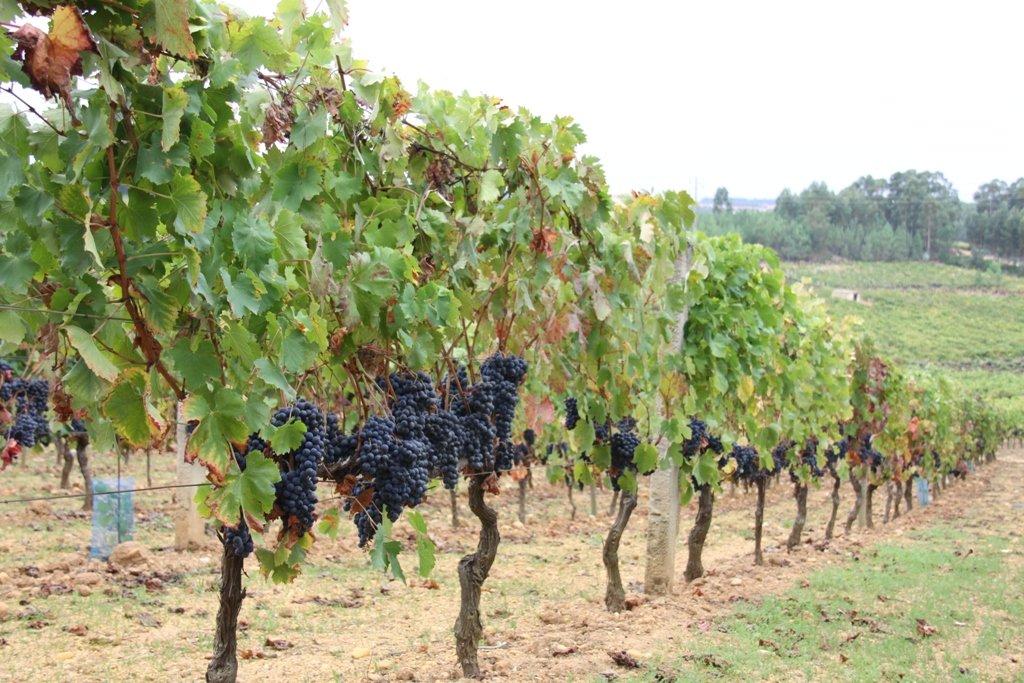 Viticultural Stain - Paredes do Bairro