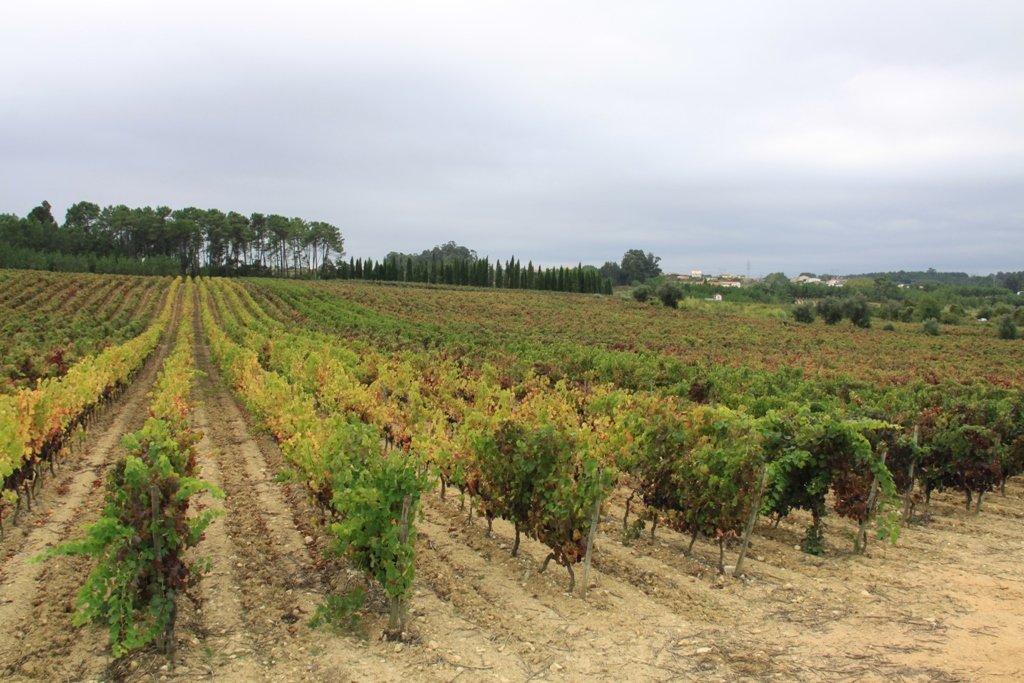 Mancha Vitícola - Paredes do Bairro