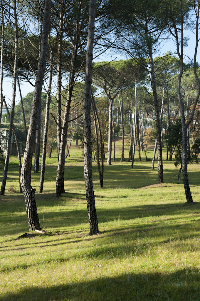 Parque dos Pinheiros Mansos