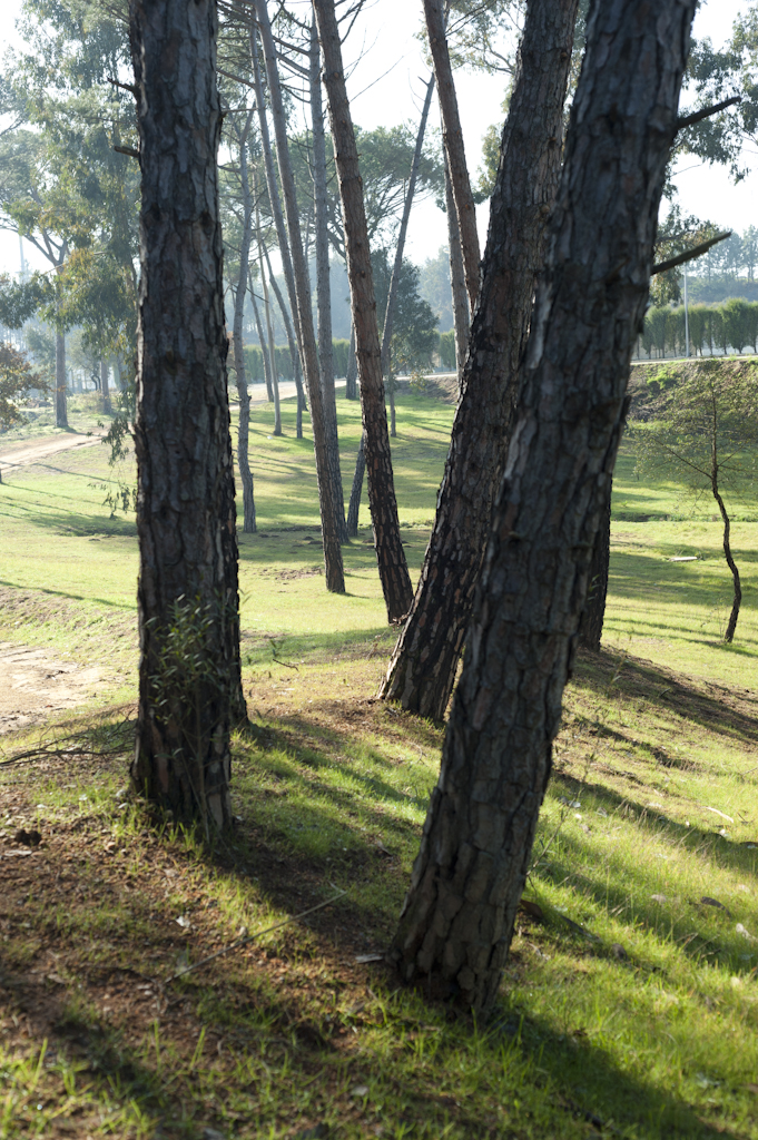 Parque dos Pinheiros Mansos