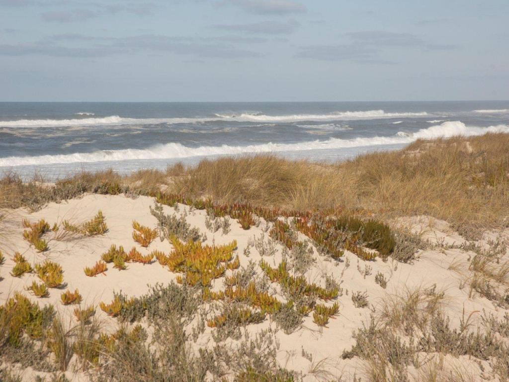 Palheirão Beach