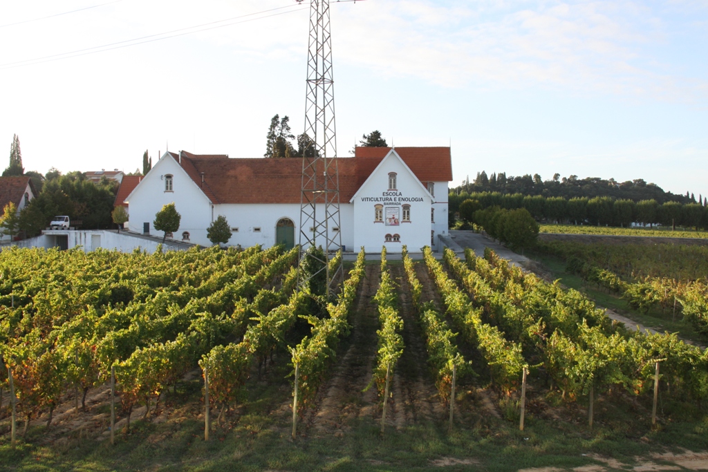 Estação Vitivinícola ? Viticulture Centre