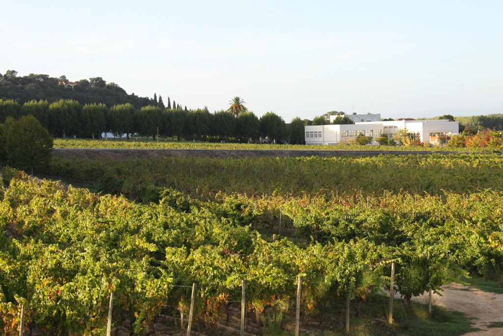 Estação Vitivinícola ? Viticulture Centre