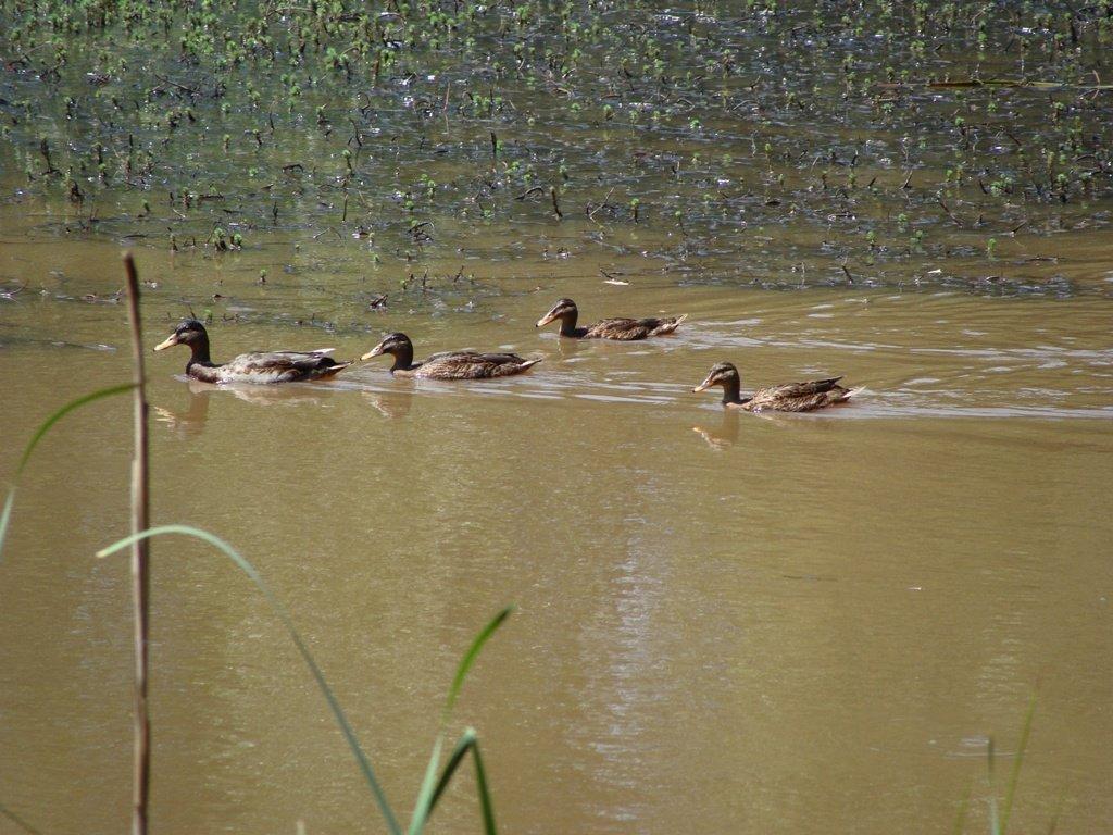 Paúl de Ancas Lagoon